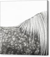 Silver Dapples - Horse Art Canvas Print
