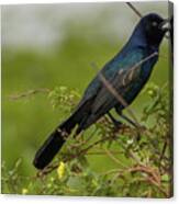 Singing Bird Canvas Print