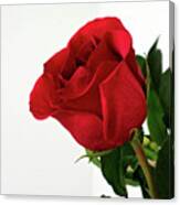 Single Red Rose Canvas Print
