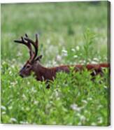 Single White Tailed Deer  In Field Canvas Print