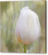 Single White Tulip On A Textured Background Canvas Print