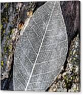 Skeleton Leaf On Tree Trunk Canvas Print