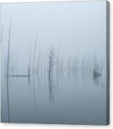 Skeleton Trees In The Fog Canvas Print