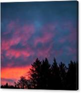 Sky At Dusk And Conifers Canvas Print