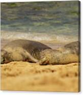 Sleeping Hawaiian Monk Seals Canvas Print