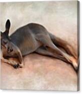 Sleeping Kangaroo Canvas Print