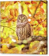Sleeping Owl In Autumn Canvas Print