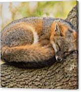 Sleepy Gray Fox Canvas Print