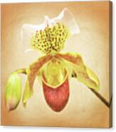 Slipper Orchid Canvas Print