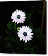 Small Gorgeous Daisy Beauties In The Evening Garden Canvas Print