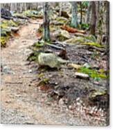 Smoky Mountain Trail Canvas Print