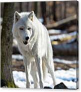 Snarling White Wolf Canvas Print