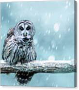 Snow Bound Barred Owl Canvas Print