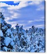 Snow Covered Pine Trees Canvas Print