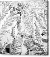 Snow Ferns Canvas Print