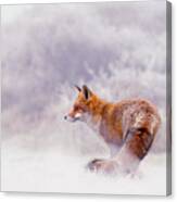 Snow Fox Series - Lost In This World Canvas Print