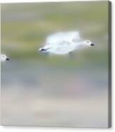Snow Geese Flight Canvas Print