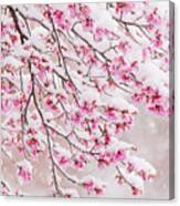 Snow On Cherry Blossoms Canvas Print