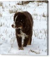 Snow Pup Canvas Print