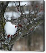 Snowheart In A Crabapple Tree Canvas Print