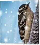 Snowy Downy Woodpecker Canvas Print