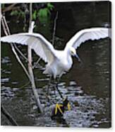 Snowy Egret About To Land Canvas Print