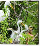 Snowy Egret And Her Babies Canvas Print