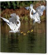 Snowy Egrets 7013-052721-2 Canvas Print