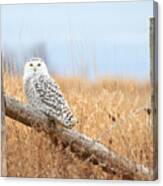 Snowy Owl In Golden Fields Canvas Print