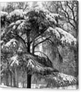 Snowy Shroud Canvas Print