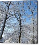 Snowy Trees And Blue Sky Canvas Print