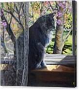 Soaking Up The Spring Sun Canvas Print