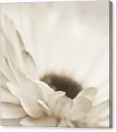 Soft Brown Daisy Flower Macro Canvas Print