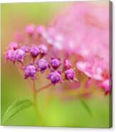 Soft Colors Of A Flower Bud Canvas Print
