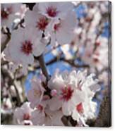 Soft Pink Almond Blossoms, Spring Awakening Canvas Print