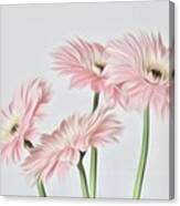 Soft Pink Daisies Canvas Print
