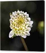 Soft White Dahlia Canvas Print