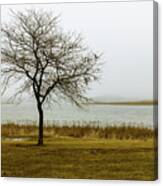 Solitary Tree In The Fog Canvas Print