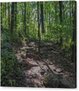 Some Typical Mount Yonah Trail Canvas Print