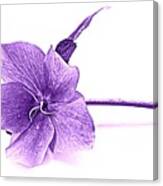 Song Of Spring - Purple Canvas Print