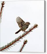 Song Sparrow On Take Off Canvas Print