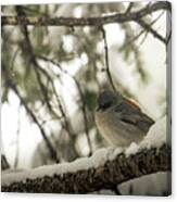 Songbird In Winter Canvas Print
