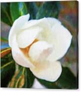 Southern Magnolia Blossom Magnolia Grandiflora X124 Canvas Print