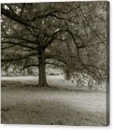 Southern Tree Inspired By Sally Mann Canvas Print