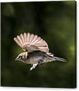 Sparrow Flight Canvas Print