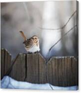 Sparrow Side-eye Canvas Print
