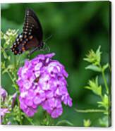 Spicebush Swallowtail Canvas Print