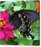 Spicebush Swallowtail On Zinnia Canvas Print