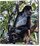 Spider Monkey, Belize Jungle Canvas Print
