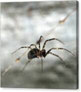 Spider On Its Web Canvas Print
